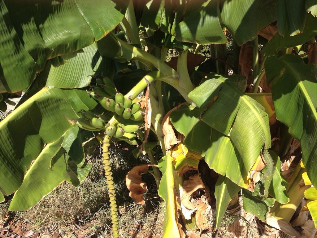 Marathón Τhe Banana Tree Beach House מראה חיצוני תמונה
